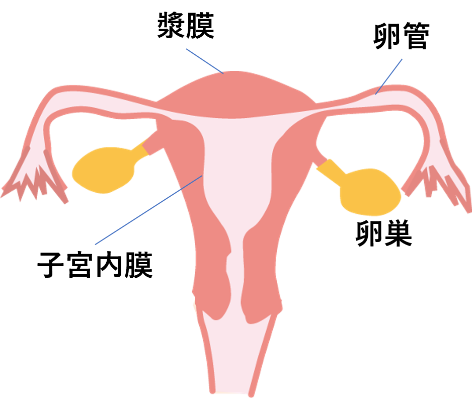 リュープリン リュープロレリン 子宮内膜症と子宮筋腫の復習