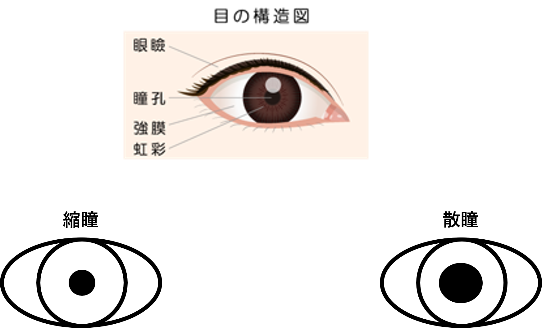 瞳孔括約筋 Iris Sphincter Muscle Japaneseclass Jp