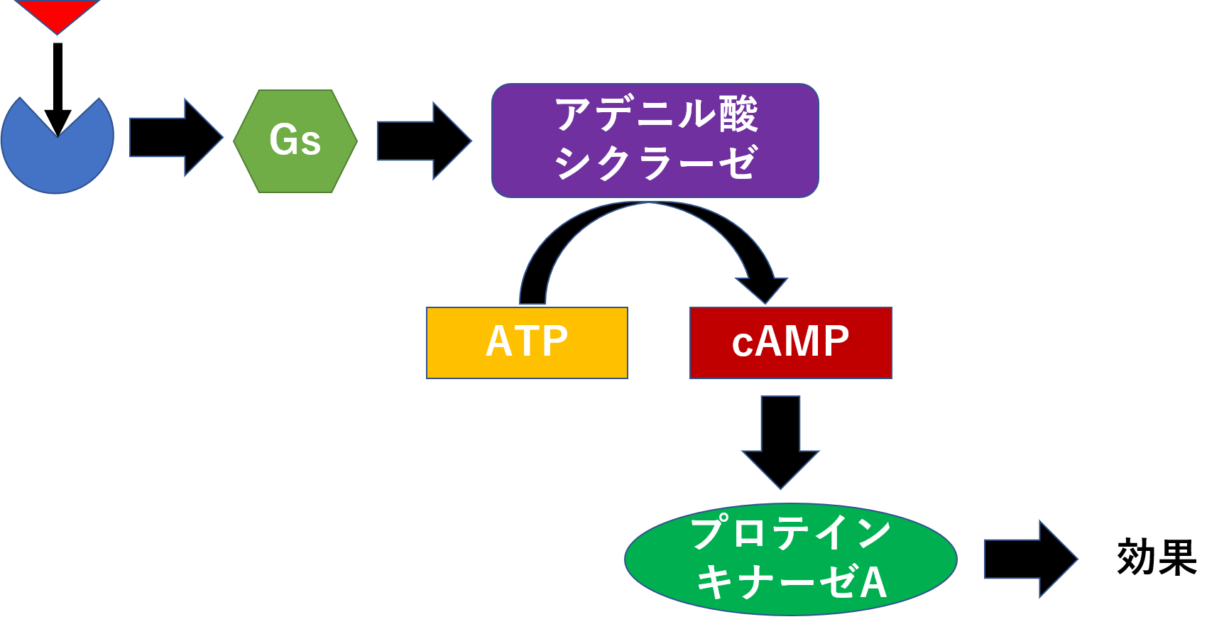 筋肉3、平滑筋の収縮